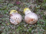 Gomphidius oregonensis image