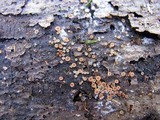 Orbilia sarraziniana image