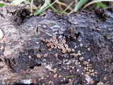 Orbilia sarraziniana image