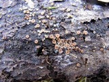 Orbilia sarraziniana image