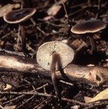 Macrocystidia cucumis image