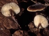 Macrocystidia cucumis image