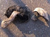 Agaricus pequinii image