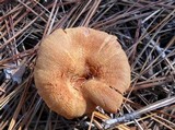 Laccaria proxima image