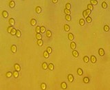 Pseudoclitocybe cyathiformis image