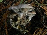 Gomphidius oregonensis image