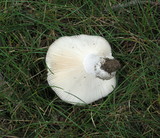 Russula aeruginea image
