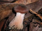 Armillaria gallica image