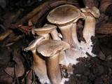Clitocybe subconnexa image