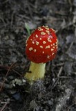 Amanita parcivolvata image