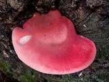 Fistulina hepatica image