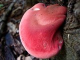 Fistulina hepatica image