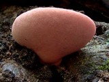 Fistulina hepatica image