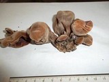 Auricularia nigricans image