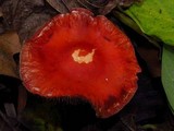 Leratiomyces squamosus var. thraustus image