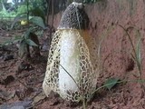 Phallus indusiatus image