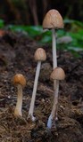 Panaeolus semiovatus image