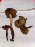 Phaeocollybia olivacea image