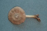 Pluteus plautus image