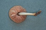 Pluteus plautus image