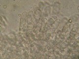 Pluteus plautus image