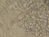 Pluteus plautus image