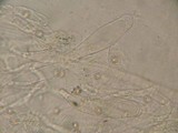 Pluteus plautus image