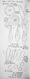 Pluteus plautus image