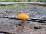 Gymnopilus sapineus image