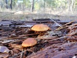 Gymnopilus sapineus image