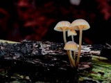 Mycena clavata image