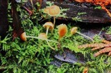 Mycena clavata image