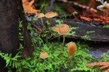 Mycena clavata image