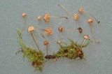 Mycena clavata image