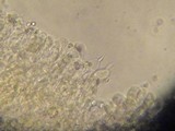 Mycena clavata image