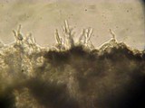 Mycena clavata image