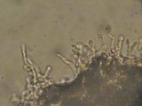 Mycena clavata image