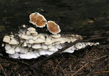 Gloeoporus dichrous image