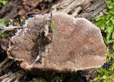Trichaptum fumosoavellaneum image
