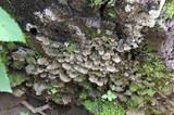 Trichaptum fumosoavellaneum image
