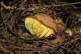 Phylloporus rimosus image