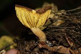 Phylloporus rimosus image
