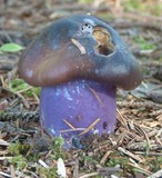Cortinarius vanduzerensis image
