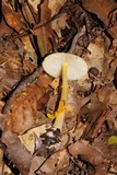 Amanita flavoconia var. inquinata image