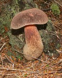 Boletellus mirabilis image