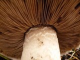 Agaricus vinaceovirens image