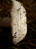 Agaricus vinaceovirens image