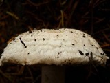 Agaricus vinaceovirens image