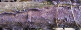 Chondrostereum purpureum image