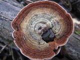 Xylobolus illudens image
